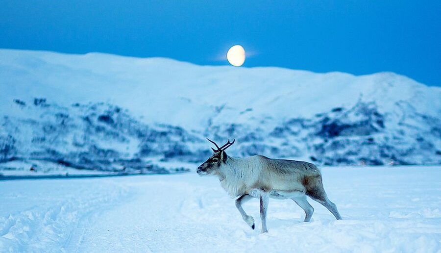 Tromsø: Reindeer Camp Dinner with Chance of Northern Lights - Feeding reindeer at night: what it’s really like with a bucket in hand