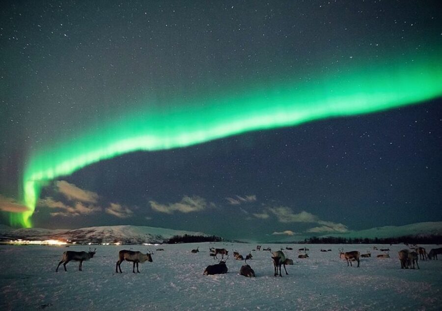 Tromsø: Reindeer Camp Dinner with Chance of Northern Lights - Finding the camp group: Tromsø Havn Prostneset pickup that matters