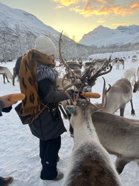 Tromsø: Reindeer Experience at a Sami Camp - Tromsø to Lavangsdalen: how the ride and the meeting set the tone