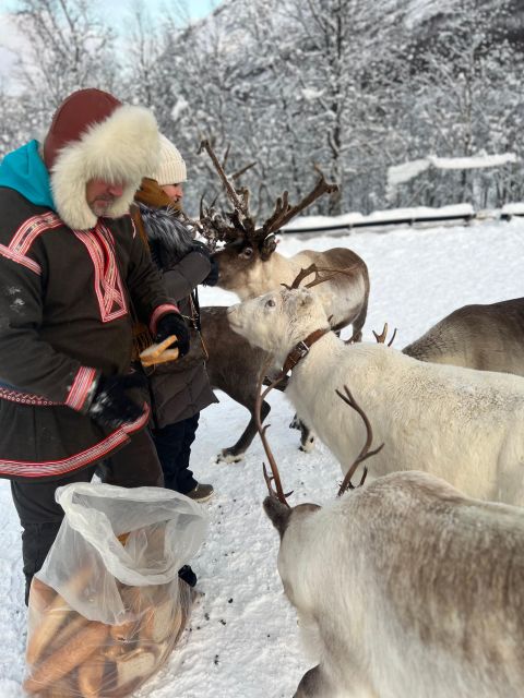 Tromsø: Reindeer Experience at a Sami Camp - Price and value: what $167 really covers in the north