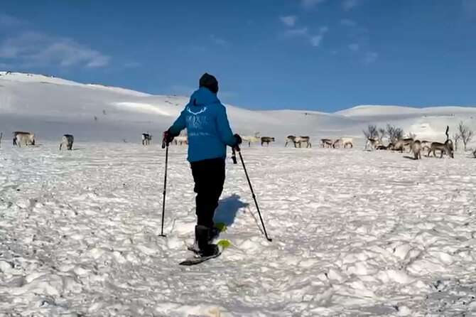 Tromso: Reindeer Feeding and Snowshoeing Tour with Lunch - What’s included in the price, and why it can be good value