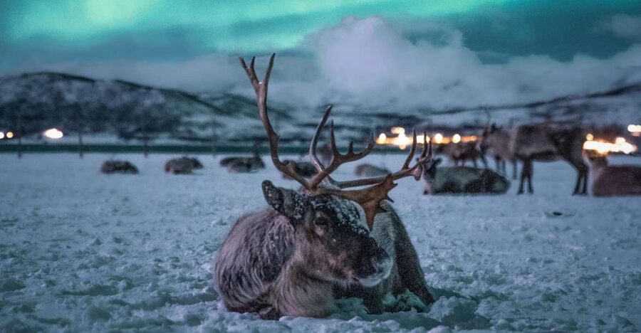 Tromsø: Reindeer Sled, Dinner, and Chance of Northern Lights - Tromsø in the Dark: Why This Reindeer and Sámi Night Feels Different