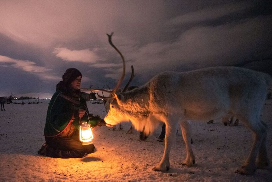 Tromsø: Reindeer Sled, Dinner, and Chance of Northern Lights - Stop at the Sámi Camp: Hand-Feeding Reindeer Around 300 Wild Ones
