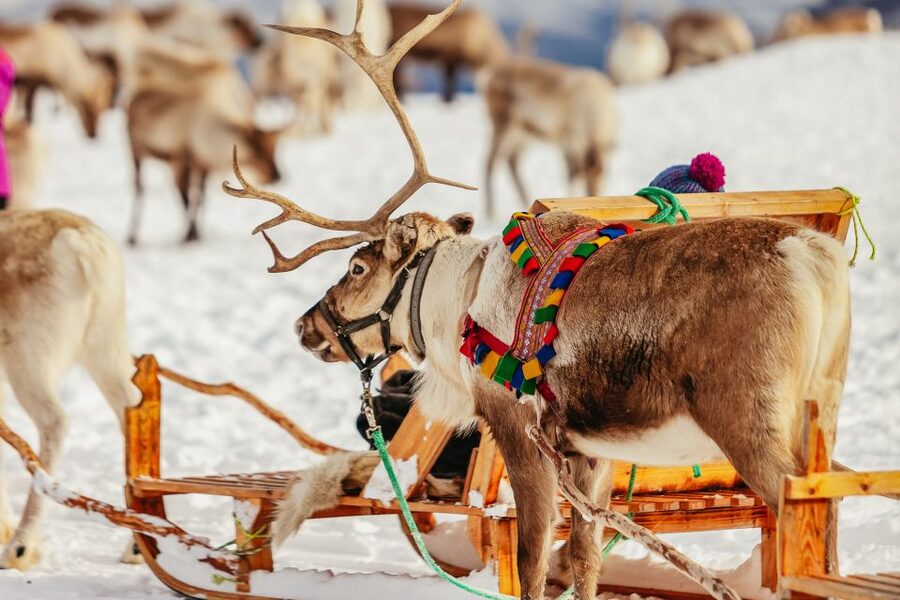 Tromsø: Reindeer Sledding & Feeding with a Sami Guide - Key Highlights You’ll Feel Immediately