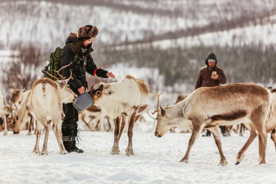 Tromsø: Reindeer Sledding & Feeding with a Sami Guide - Tromsø Reindeer Sledding with a Sámi Guide: The Real Point of the Day