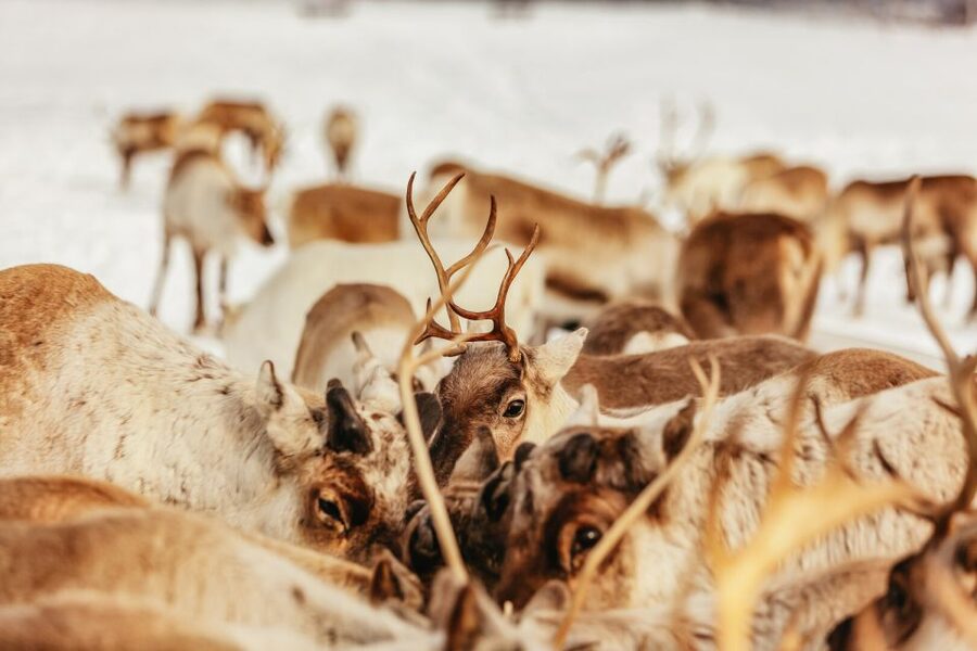 Tromsø: Reindeer Sledding & Feeding with a Sami Guide - Meeting the Herd: Feeding 300 Reindeer in a Camp Setting
