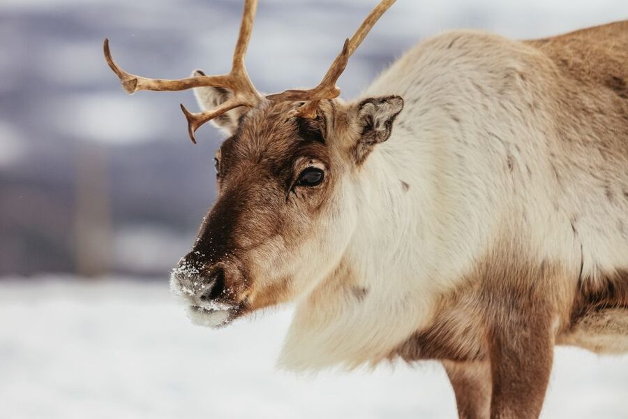 Tromsø: Reindeer Sledding & Feeding with a Sami Guide - Reindeer Sledding: What the Ride Is Like and What to Expect
