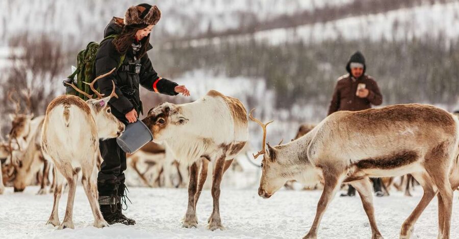 Tromsø: Reindeer Sledding & Feeding with a Sami Guide - Inside the Lavvu: Warmth, Lunch, and Joik Singing