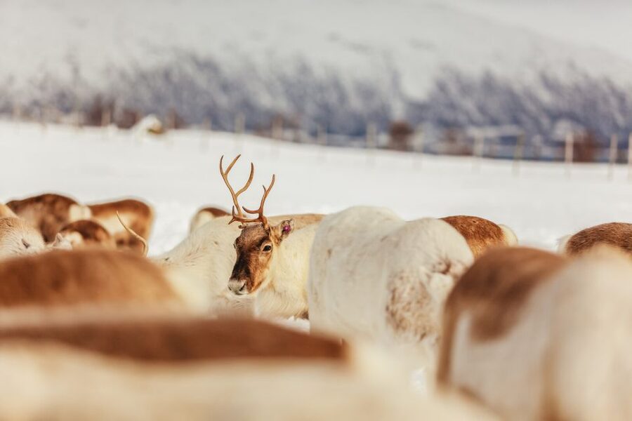 Tromsø: Reindeer Sledding & Feeding with a Sami Guide - Who This Tour Fits Best (and Who Might Want Another Option)