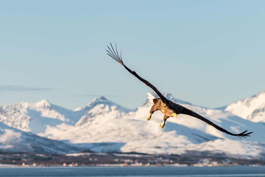 Tromsø’s Top-Rated Fjord & Fishing Cruise – All-Inclusive - Ramfjorden Fishing Time: How the Fishing Really Feels