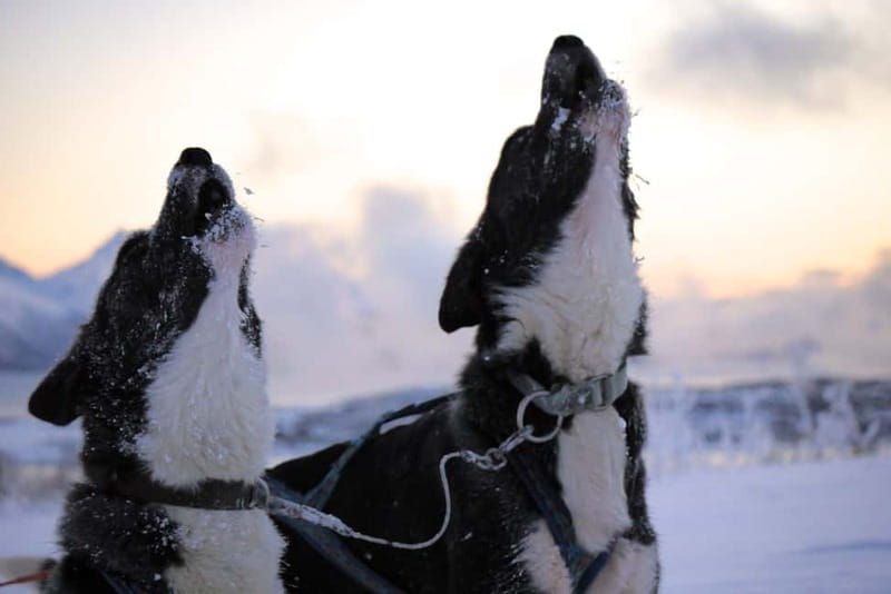 Tromsø: Self-Drive Husky Dog Sledding Adventure - Should You Book This Self-Drive Husky Adventure in Tromsø?