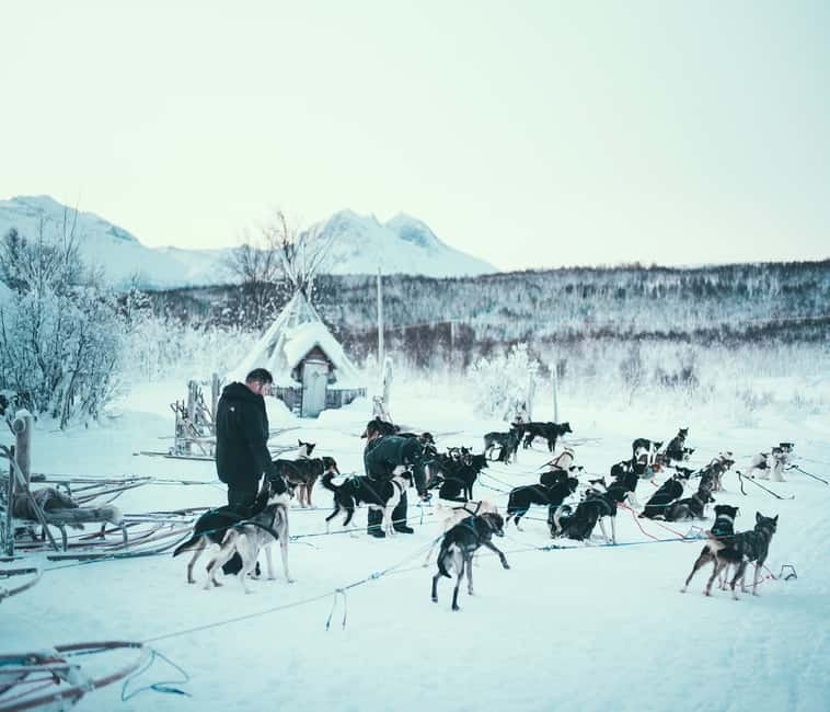 Tromsø: Self-Drive Husky Dog Sledding Adventure - Getting There: Scandic Ishavshotel to Kvaløya Kennel