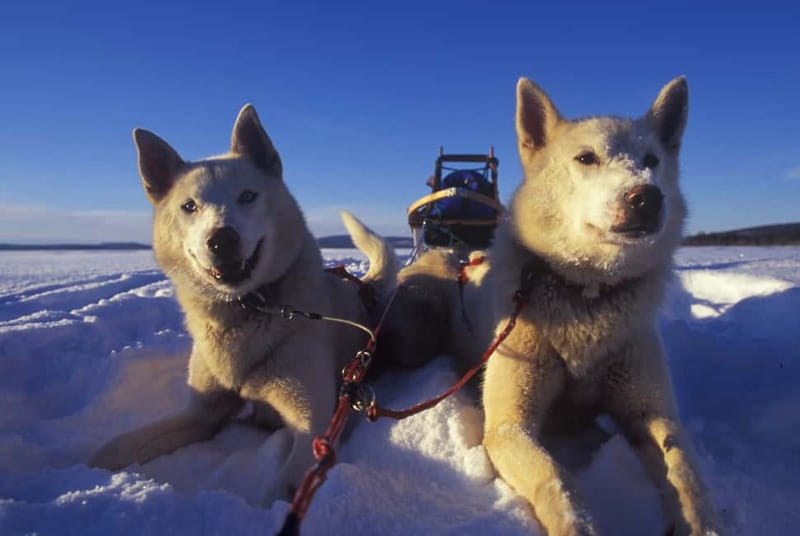 Tromsø: Self-Drive Husky Dog Sledding Adventure - Who Should Book This Tromsø Husky Adventure (and Who Should Skip It)