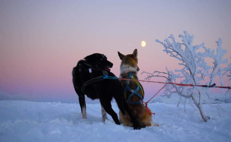 Tromsø: Self-Drive Husky Dog Sledding Adventure - Practical Tips for a Smoother Sledding Day