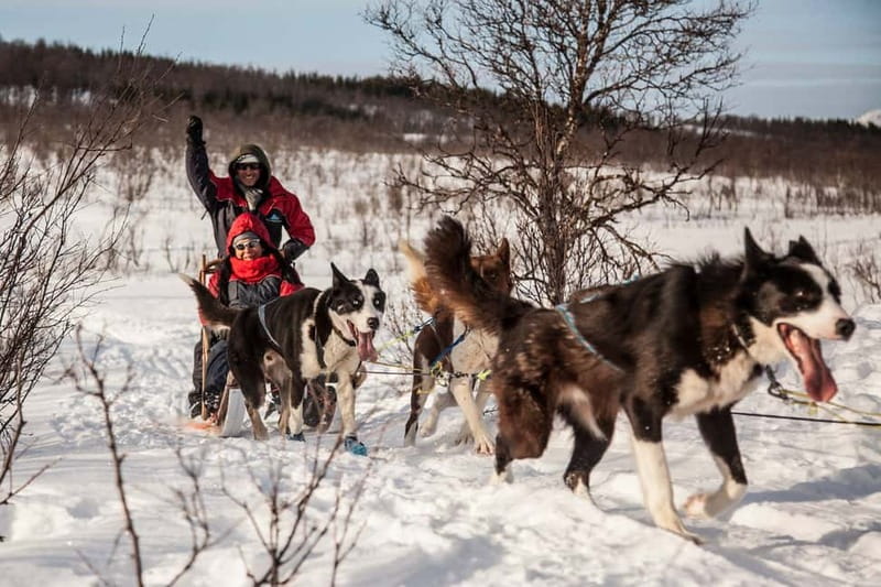 Tromsø: Self-Drive Husky Dog Sledding Adventure - Meet the 130 Alaskan Huskies and Get Your Cold-Weather Gear