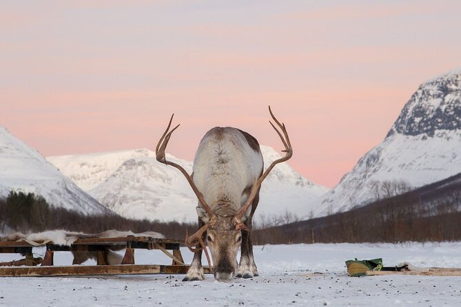 Tromsø Snowmobiling, Ice Domes Snow Park, and Reindeer Visit - Gear up right: suits, helmets, and the cold-weather setup