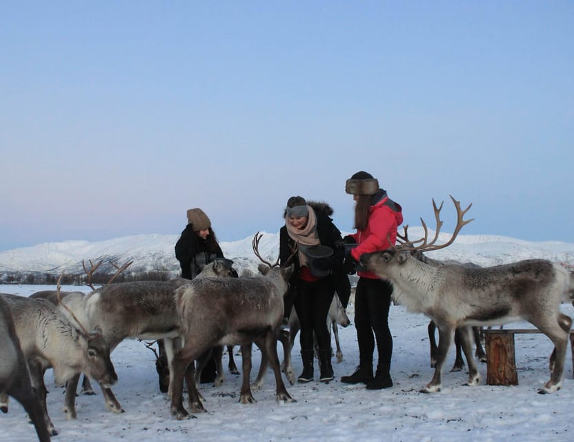 Tromsø: Snowshoeing Tour & Reindeer Encounter with Lunch - How This Tromsø Snowshoe and Reindeer Tour Really Works (4 hours, no fuss)