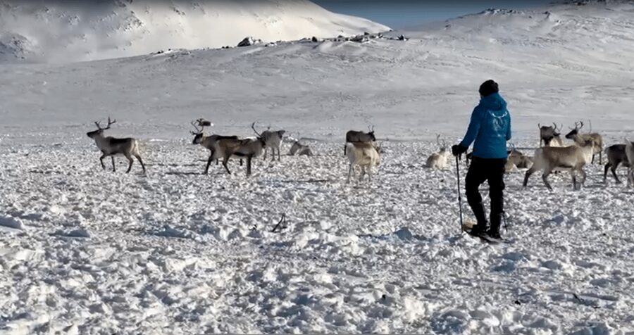 Tromsø: Snowshoeing Tour & Reindeer Encounter with Lunch - Who should book this tour, and who should skip it