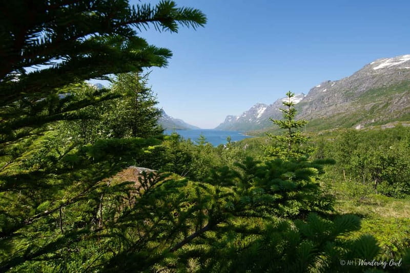 Tromsø: Summer Fjord Road Trip with Citizen Science - Picnic on the Arctic Side: Vegetarian/Vegan Care That Doesn’t Feel Like an Afterthought