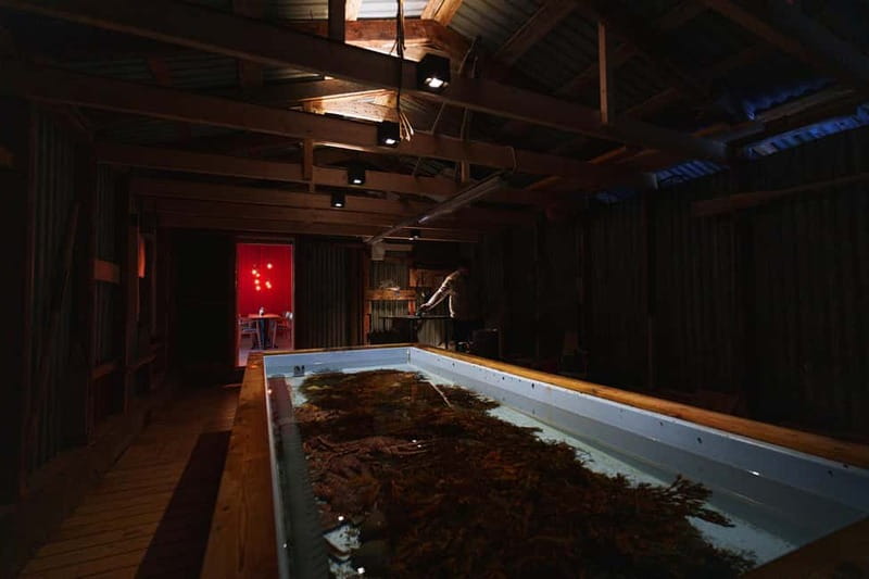 Tromsø: Tasty King Crab Adventure - Why this king crab tastes different: freshness beats the frozen shortcut