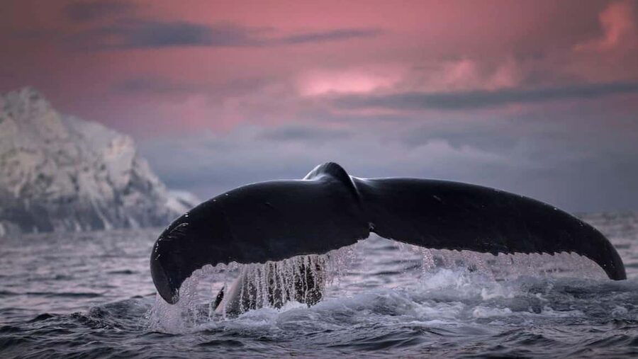 Tromsø Whale Safari with MS Gabriele - Price and Value: Is $207 Worth It for a Full Arctic Day?