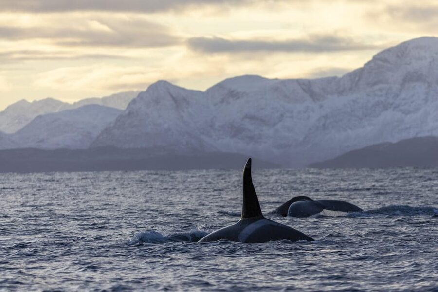 Tromsø Whale Safari with MS Gabriele - Entering Tromsø Whale Country: What This Safari Is Really About