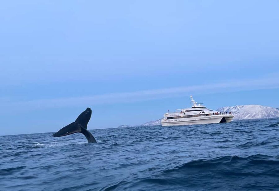 Tromsø Whale Safari with MS Gabriele - Skjervøy Search Time: Where the Crew Tries to Find Orcas