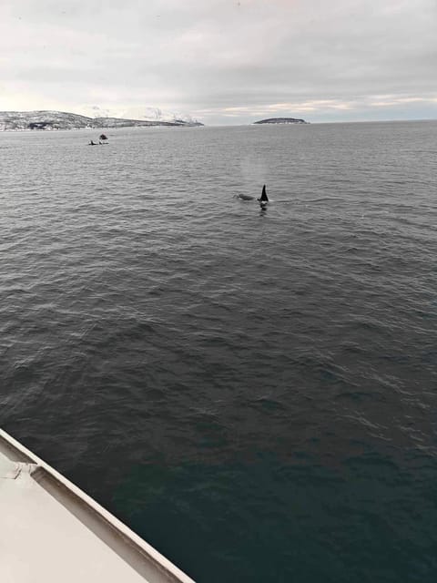 Tromsø Whale Safari with MS Keiser Wilhelm - Price and value: is $194 money well spent?