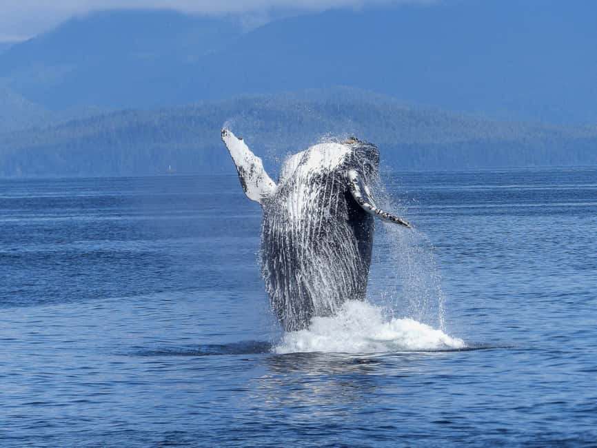 Tromsø Whale Safari with MS Keiser Wilhelm - From Tromsø to the hunting grounds: the “long ride” that pays