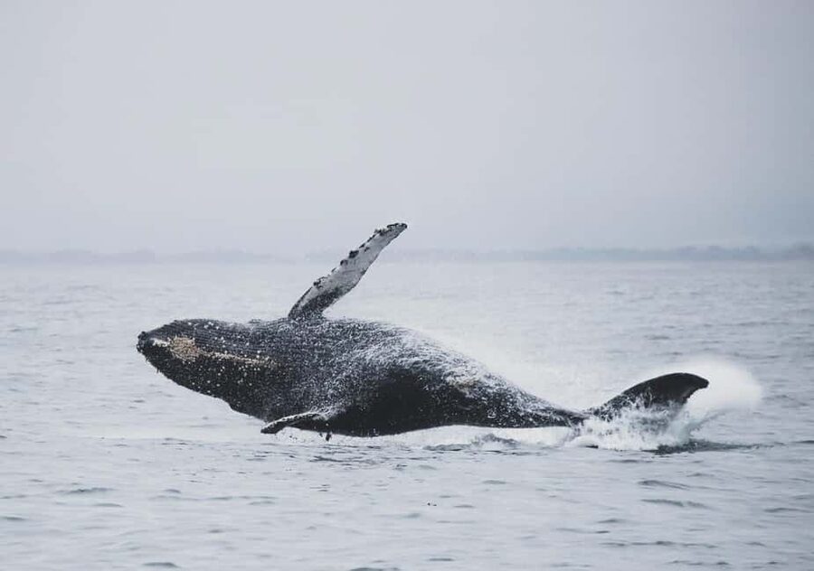 Tromsø Whale Safari with MS Keiser Wilhelm - How the guides make the difference (and the seasickness help)