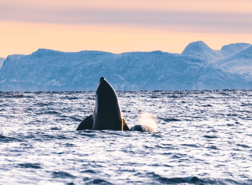 Tromsø Whale Safari with MS Keiser Wilhelm - Food, drinks, and what to pack so you stay comfy