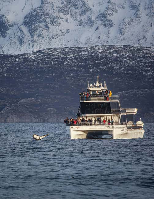 Tromsø: Whale Watching Tour by Hybrid-Electric Boat - Key Things to Know Before You Go (Tromsø Whale Watching by Hybrid-Electric Boat)
