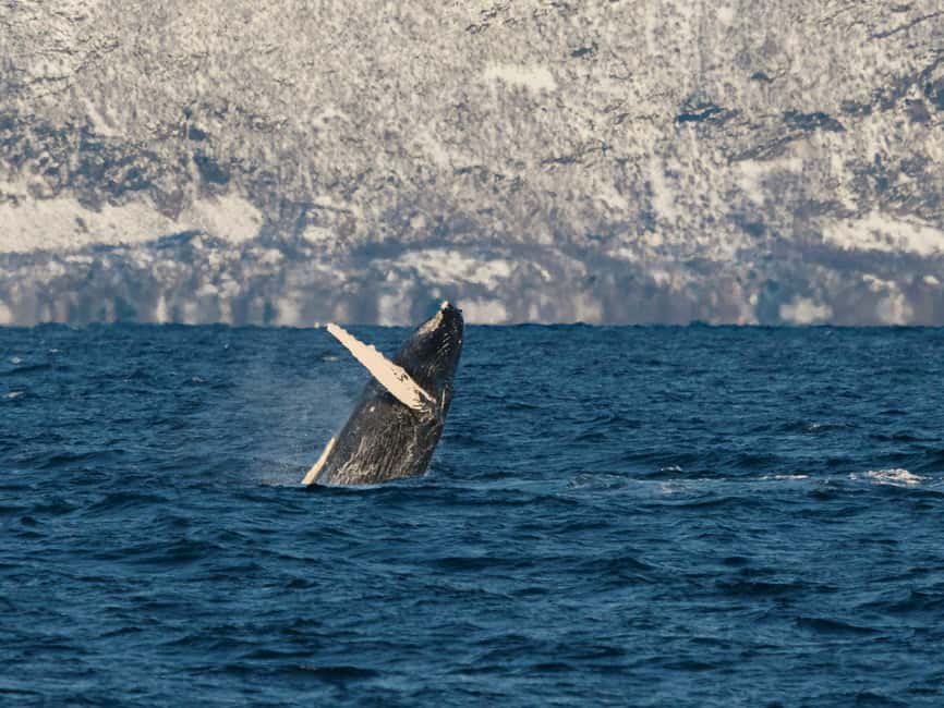 Tromsø: Whale Watching Tour by Hybrid-Electric Boat - Hybrid-Electric Quiet Means Better Whale Watching in Tromsø’s Fjords