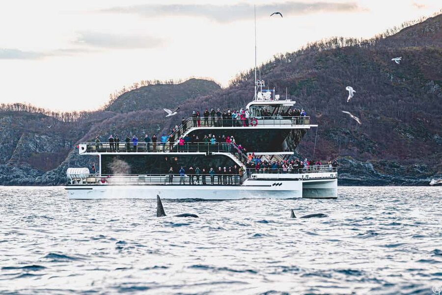 Tromsø: Whale Watching Tour by Hybrid-Electric Boat - Whales You Might See: Orcas, Fin, Sperm, and Humpbacks