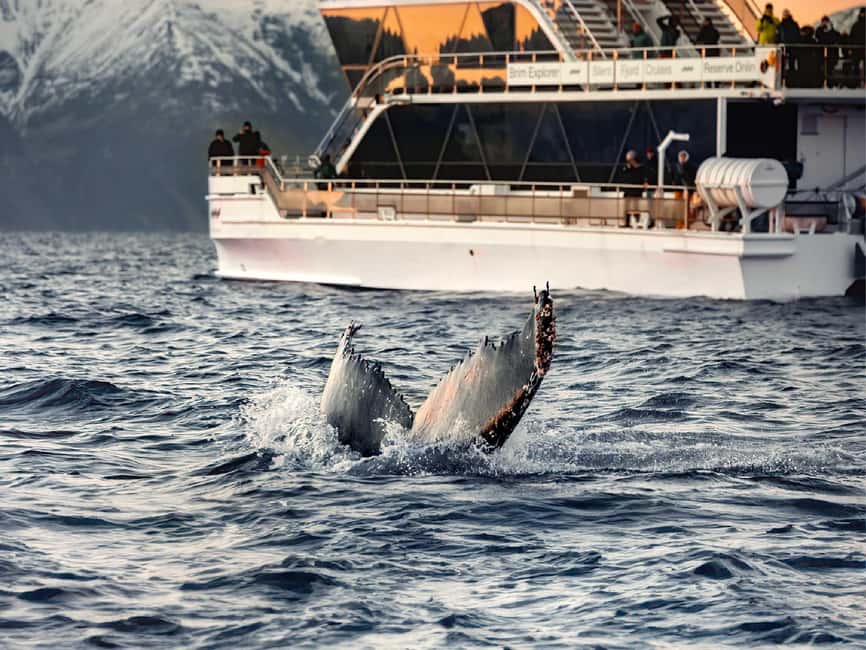 Tromsø: Whale Watching Tour by Hybrid-Electric Boat - Logistics Made Simple: Meeting Point, Duration, and What Changes