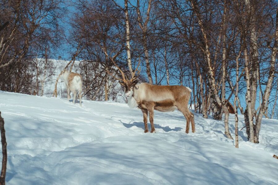 True Locals of the Arctic: Reindeer Sledding at Camp Tamok - Key things to know before you go