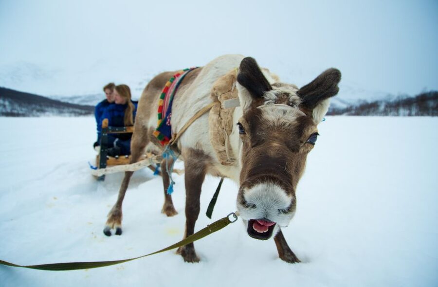 True Locals of the Arctic: Reindeer Sledding at Camp Tamok - Tromsø to Tamokdalen: the long scenic intro that sets the mood