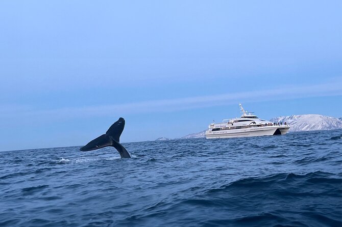 Whale Safari in Tromso - Tromsø Fjords on a catamaran: what the trip feels like
