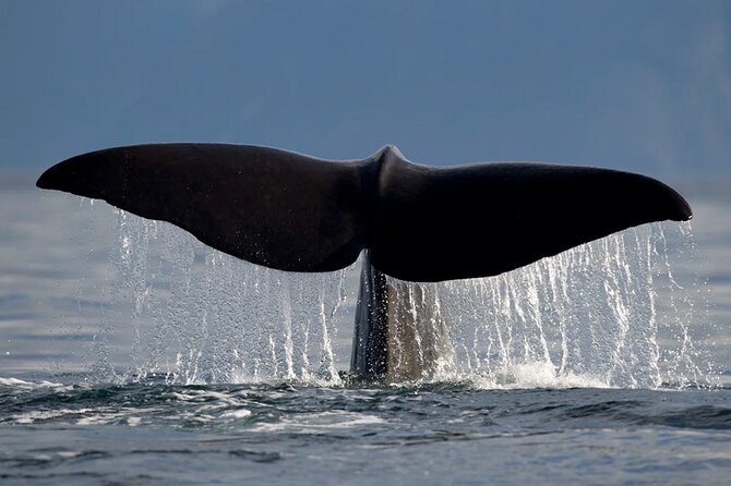Whale Safari in Tromso - Boarding and the “best seat” problem: protect your sightline