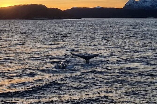 Whale Safari in Tromso - Motion sickness and rough water: how to avoid a day-ruiner
