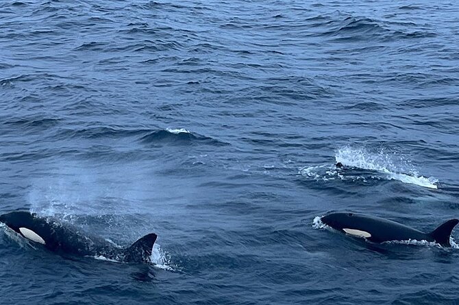 Whale Safari in Tromso - Price and value: is $182 worth it?
