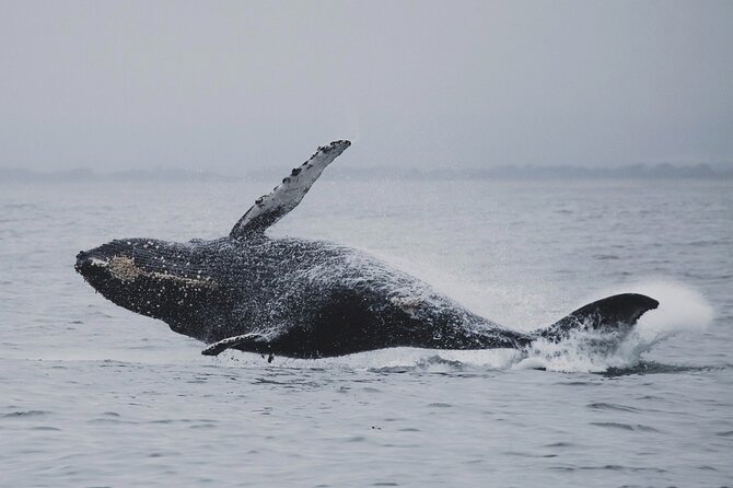 Whale Safari in Tromso - Crew and guide energy: why the explanation part matters
