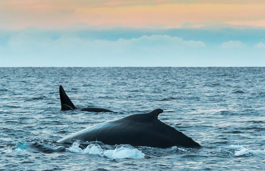 Whale Watching RIB Safari at Skjervøy - Key things that make the Skjervøy RIB safari special