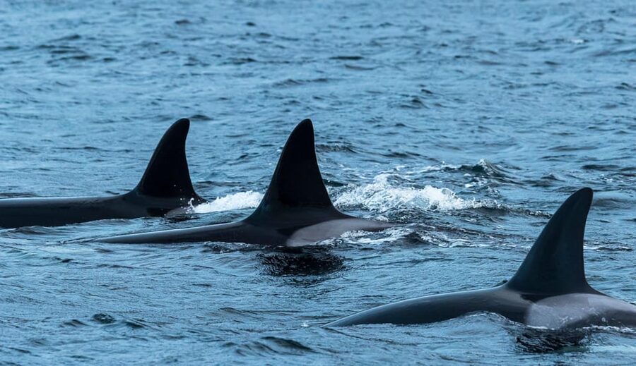 Whale Watching RIB Safari at Skjervøy - The cold-weather gear that actually changes the experience
