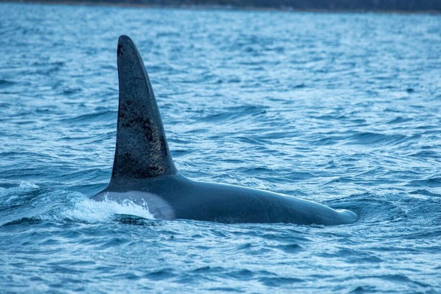 Whale Watching RIB Safari at Skjervøy - Timing and weather: why the boat time can vary