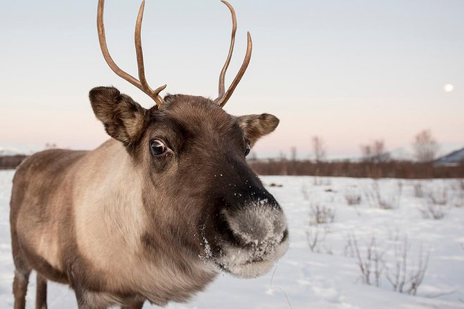 Winter Fjord Road Trip with Wandering Owl - Getting to the fjords from Tromsø, minus the hassle