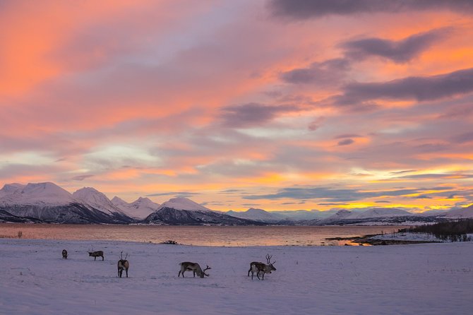 Winter Fjord Road Trip with Wandering Owl - The lunch break: warm food, simple but smart